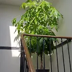 Les Angevines Appartement *