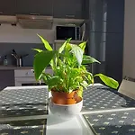 Les Angevines Appartement *