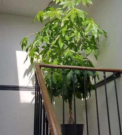 Les Angevines Apartment *