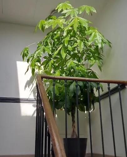 Les Angevines Apartmán *